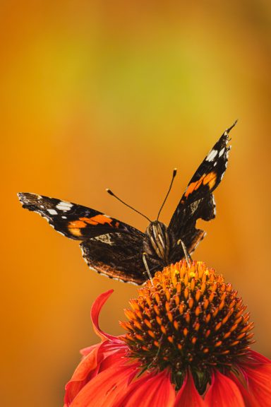 Admiral (Vanessa atalanta)