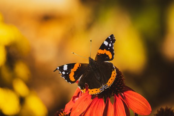 Admiral (Vanessa atalanta)