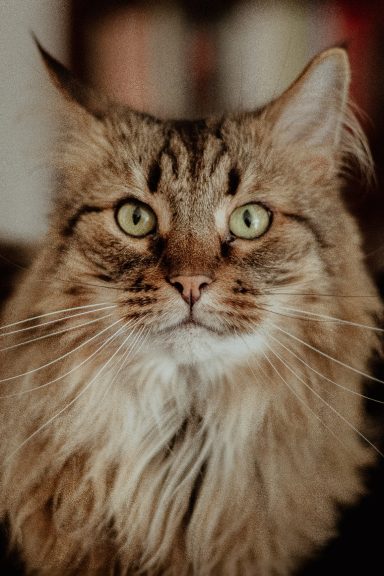 Frankie