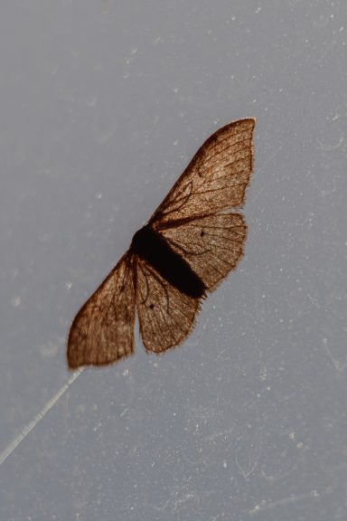 Brauner Nachtfalter