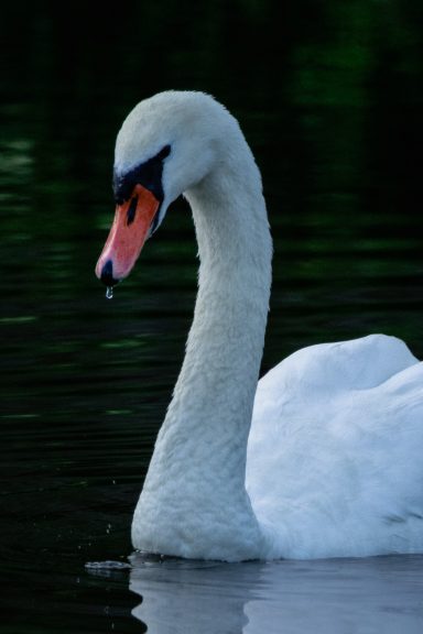 Höckerschwan (Cygnus olor)