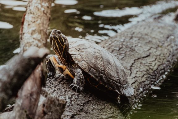 Wasserschildkröte