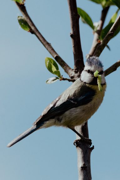 Blaumeise (Cyanistes caeruleus)