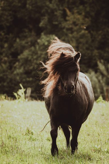 Pony