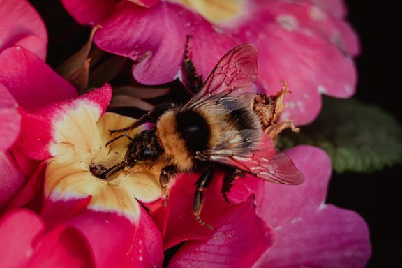 Gartenhummel (Bombus hortorum)