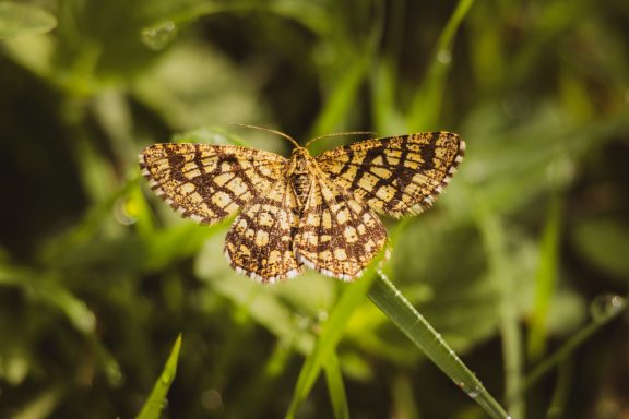 Gitterspanner (Chiasmia clathrata)