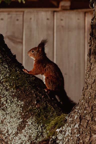 Eurasisches Eichhörnchen (Sciurus vulgaris)