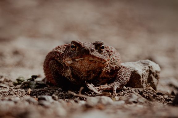 Erdkröte (Bufo bufo