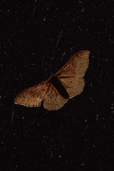 Brauner Nachtfalter