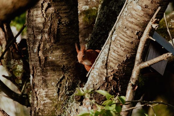 Eurasisches Eichhörnchen (Sciurus vulgaris)