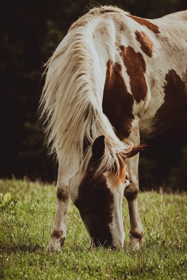 Pony